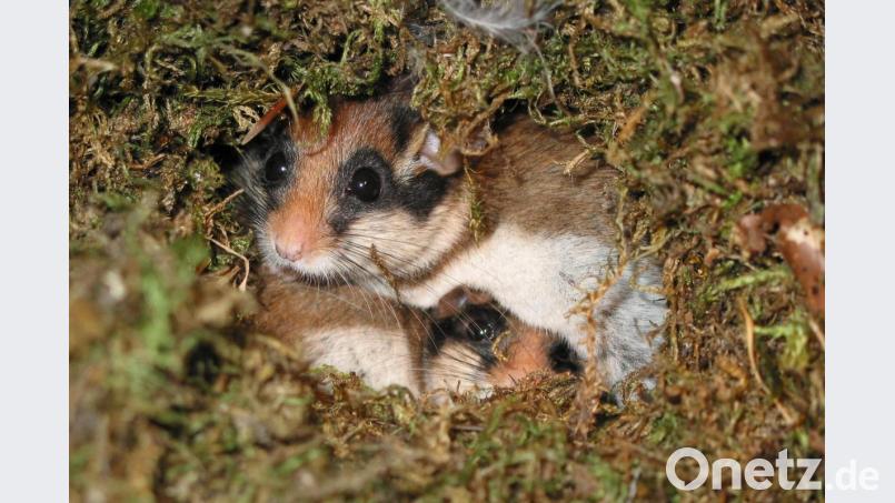 Die undatierte Aufnahme zeigt zwei Gartenschläfer in einem Nest. Bild: Rudolf Leitl/LBV/dpa