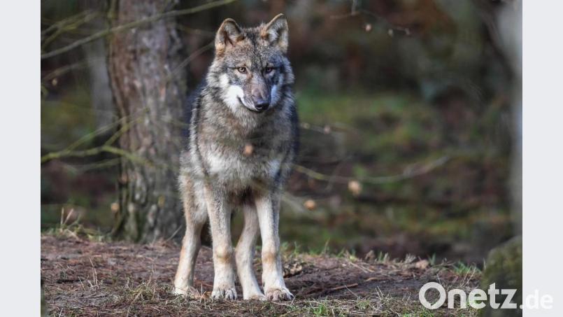 Ein Wolf. Bild: Patrick Pleul/dpa