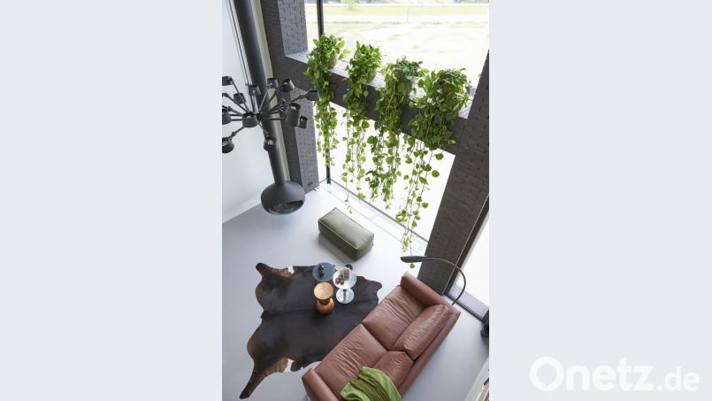 Die eleganten langen Triebe der Efeutute wirken besonders stark als Vorhang am Fenster oder als Raumteiler. Bild: obs/Blumenbüro/Blumenbüro Holland