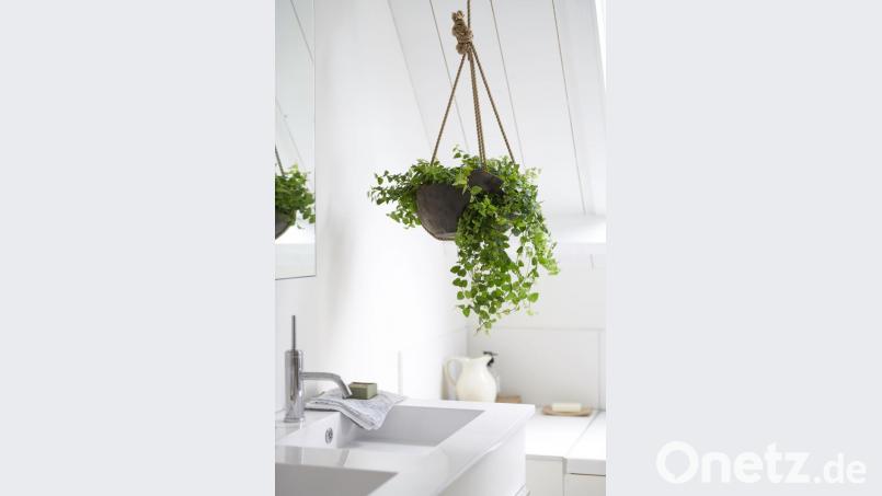 Lässig platziert in einer Blumenampel: die Kletterfeige. Bild: obs/Blumenbüro/Blumenbüro Holland