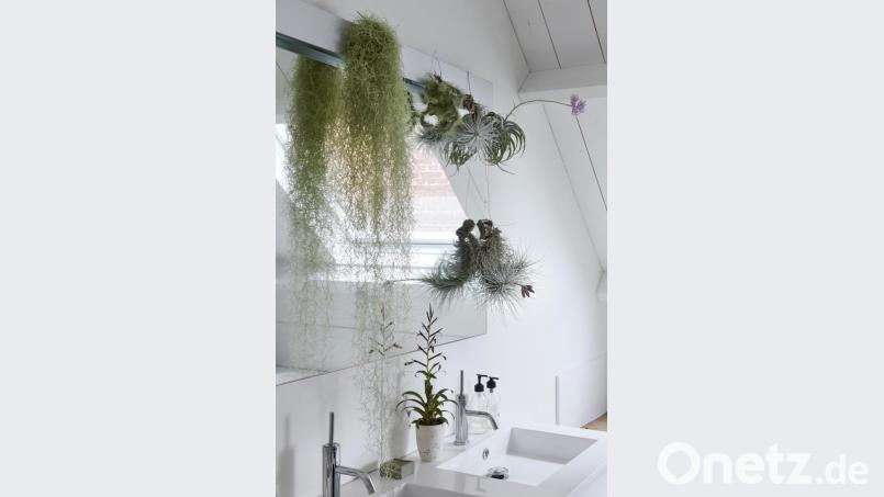 Louisianamoos eignet sich ideal zum Verschönern von Räumen, die nur über wenig Platz auf Boden und Fensterbrett verfügen. Bild:  obs/Blumenbüro/Blumenbüro Holland