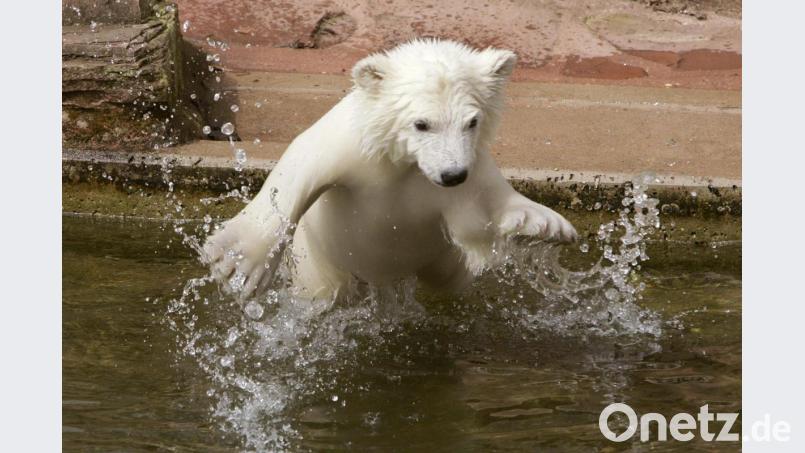 Die junge Eisbärin Flocke schwimmt 2008 in ihrem Außengehege im Tiergarten in Nürnberg erstmals vor Besuchern. Mittlerweile hat Flocke selbst Nachwuchs - Drillinge. Bild: Daniel Karmann/dpa