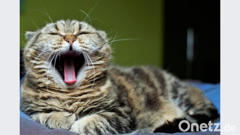 Katze Polly gähnt ausgiebig. Bild: Götz Neumeister
