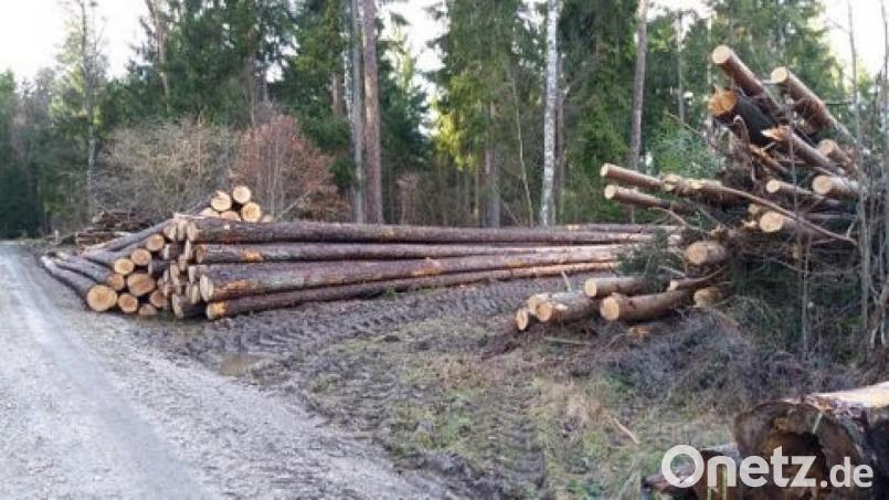 Baumfällungen auf dem Areal des geplanten Fahrübungsplatzes riefen Umweltschützer auf den Plan Bild: Andreas Royer