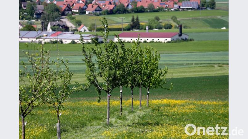 Alte Apfelbäume stehen auf der "Obstarche", einer Streuobstwiese bei Gnotzheim im Landkreis Weißenburg-Gunzenhausen. Bild: Daniel Karmann