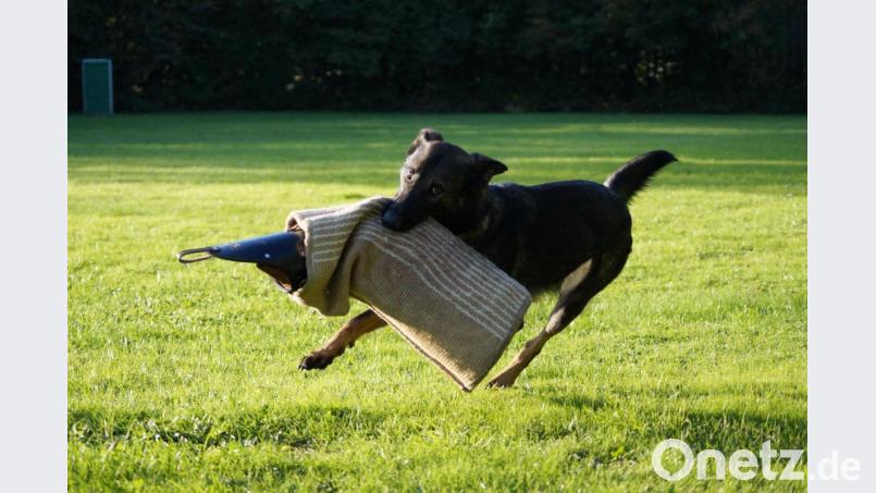 Schäferhundeverein OG Süß Bild: exb