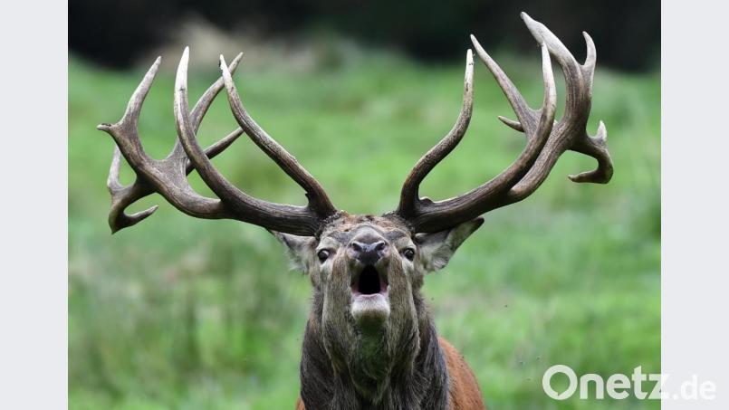 Rothirsche pflegen auf dem Truppenübungsplatz Grafenwöhr die Landschaft. Symbolbild: Carsten Rehder