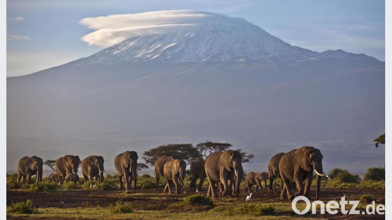 Der Kilimandscharo, Afrikas höchster Berg. Archivbild: Ben Curtis/AP/dpa