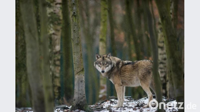 Dieser Wolf steht in einem Freigehege. In der nördlichen Oberpfalz gab es früher viele der großen Beutegreifer. Sie galten als ausgerottet, kehren aber langsam zurück. Symbolbild: Klaus-Dietmar Gabbert/ZB/dpa