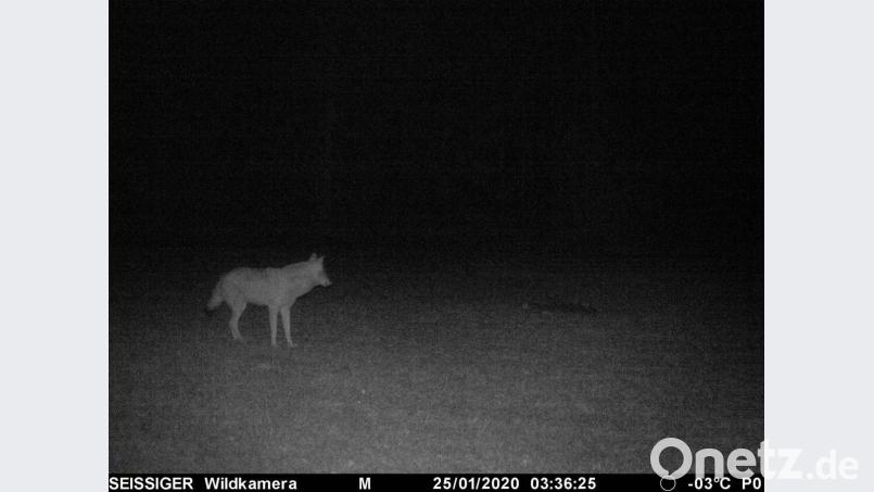 Dieses Foto eines Wolfs entstand etwa drei Kilometer nördlich von Mantel durch die Wildkamera eines Jägers. Bild: privat/exb