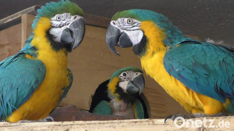 Mit ihrem leuchtenden Federkleid zählen Gelbbrustaras zu den schönsten Vögeln des tropischen Regenwalds. Wer sie privat halten will, sollte gewarnt sein: Sie stellen hohe Ansprüche. Bild: Christa Vogl