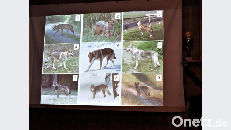 Wer ist Wolf und was ist Fake? Mit dieser Tafel zeigte Wolfsberater Markus Martini den Zuhörern, dass es nicht einfach ist, einen Wolf sicher zu bestimmen. Nur drei Exemplare, Nummer eins, sieben und neun, sind echte Wölfe. Links oben ist der Wolf aus Grafenwöhr zu erkennen. Bild: ubb