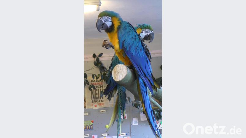 Gelbbrustaras sind intelligente Vögel. Ihnen wird daher schnell langweilig. Also sollte immer für genügend Abwechslung gesorgt werden. Bild: Christa Vogl