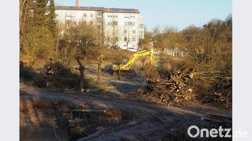 Die Rodung läuft: Das Bild zeigt den Fortgang der Arbeiten am Donnerstagvormittag. Bild: bl
