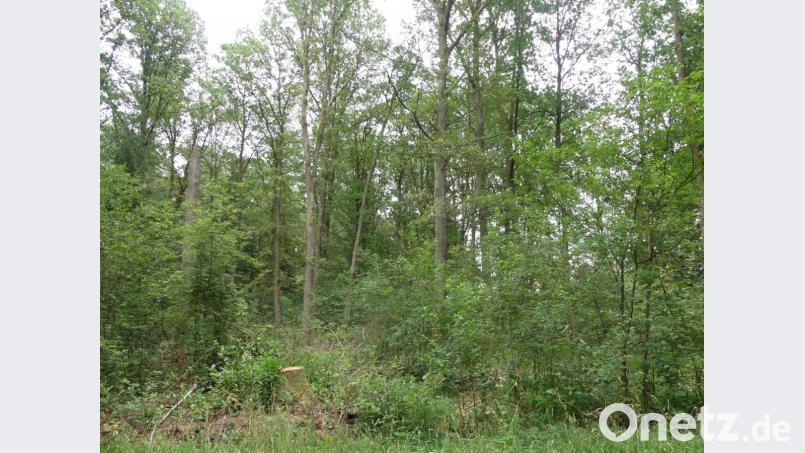 Nach Entfernung des Unterholzes können unter den verbleibenden Eichen Beisetzungen erfolgen. Bild: rn