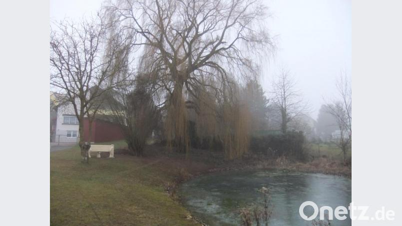 Der Dorfweiher mit mächtiger sowie toller, alter Trauerweide, zugleich Blickfang zu jeder Jahreszeit inmitten des Ortes Pittersberg, liegt den Mitgliedern auch künftig besonders am Herzen. Pflegeengagement sei da gefragt, so die grüne Truppe. Bild: gm