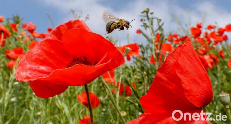 Eine Biene ist auf einer Wiese mit blühendem Klatschmohn unterwegs. Naturbelasse Flächen bieten Lebensraum für eine Vielzahl von Insekten. Mit dem Arbeitskreis &quot;Biodiversität&quot; verfolgt der Stadtrat eine eigene Strategie zu mehr Natur in Neunburg. Symbolbild: agentur_dpa