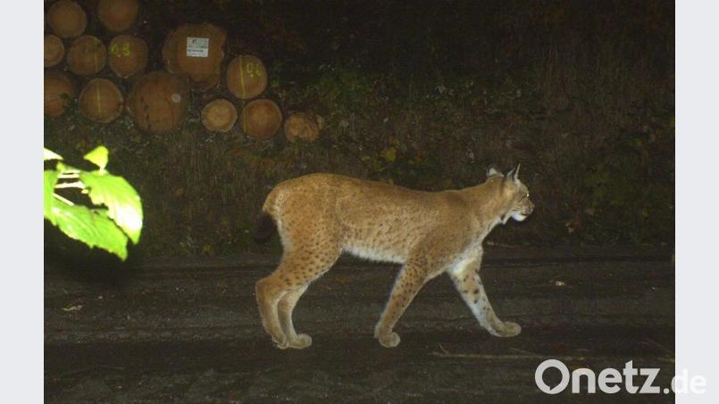 Der Flossenbürger Luchs. Markant sind die schwarzen Flecken am Vorderlauf und das Pünktchenmuster an den Schenkeln. Insgesamt ist das Tier von drei Kameras fotografiert worden. Bild:  Bayerische Staatsforsten Flossenbürg/Copyright Luchsprojekt Bayern BayLfU
