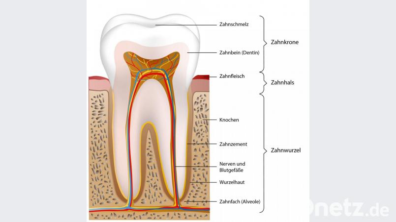 Der Aufbau eines Zahns: Der Zahnschmelz (Adamantin) ist die äußerste Schicht. Er umschließt im Bereich der Krone das Zahnbein. Bild: bilderzwerg – stock.adobe.com