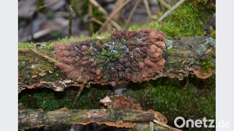 Mystisch sieht sie aus, die &quot;Trollhand&quot;. Die kleinen braunen Wülste des Pilzes könnten auch Finger sein. Bild: Anne Wiesnet