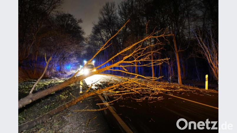 Mittlere Filderstrasse, Stuttgart: Ein Baum, der vom Sturmtief &quot;Sabine&quot; umgerissen wurde, liegt auf einer Straße. Bild: Sven Kohls/dpa