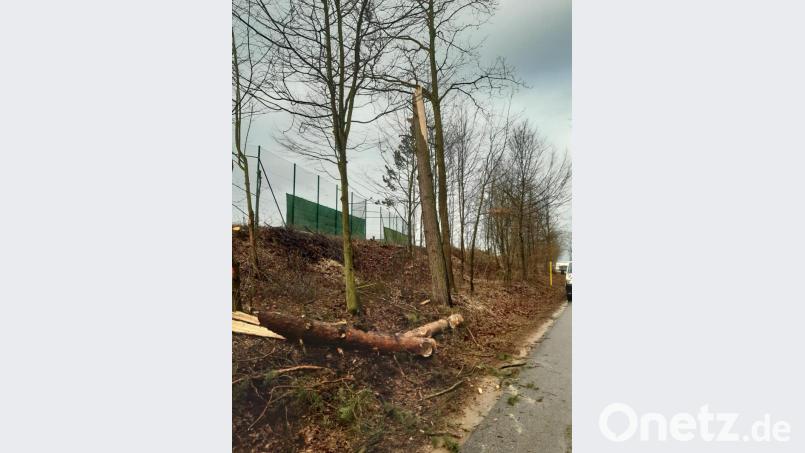 Sturmtief Sabine sorgte für zahlreiche abgeknickte Bäume, etwa hier am Rande des Sportplatzes von Stulln. Bild: exb