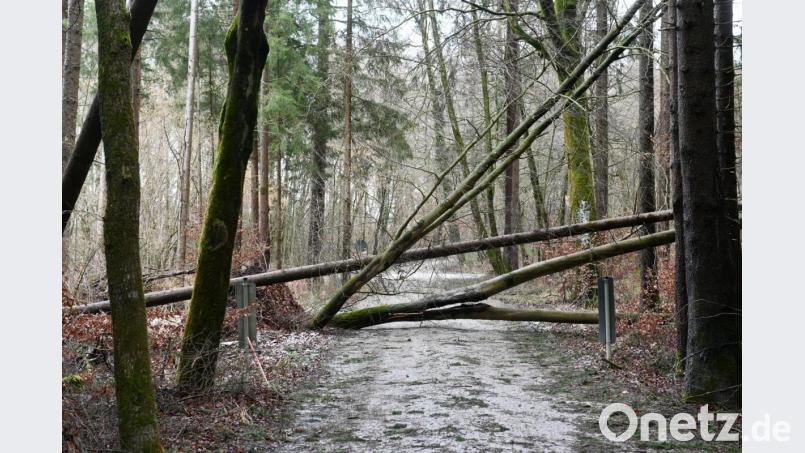 Umgestürzte Bäume liegen über einem Weg. Bild: Tobias Hase/dpa