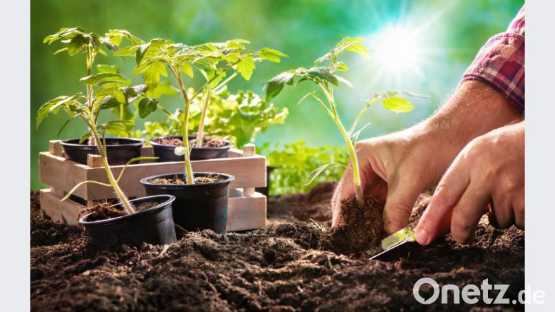 Wenn sie groß genug sind, können die Tomatenpflänzchen im garten eingepflanzt werden. Bild: Alexander Raths - stock.adobe.com