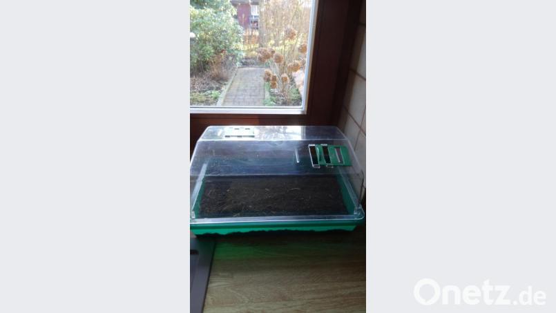 Wenn draußen der Garten noch winterlich ist, steht die Anzuchtschale für die Tomatenaussaat schon bereit. Bild: Helga Kamm