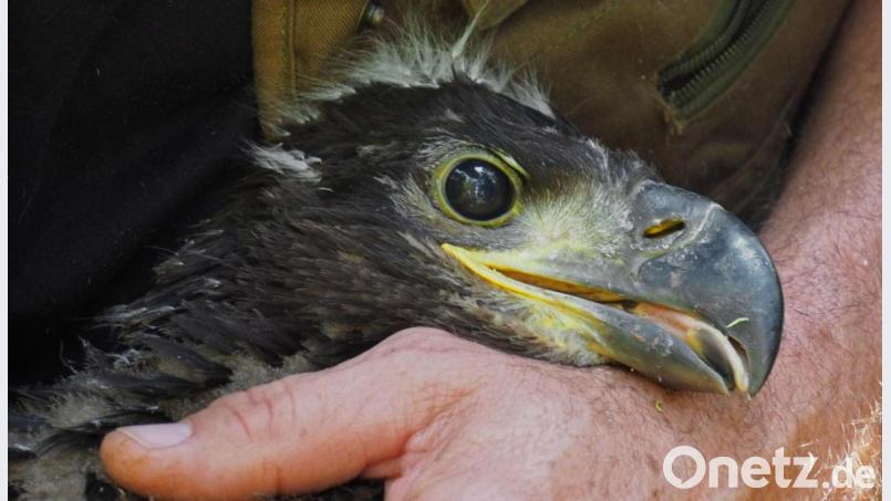 Ein junger Seeadler aus der Oberpfalz. Archivbild: tr