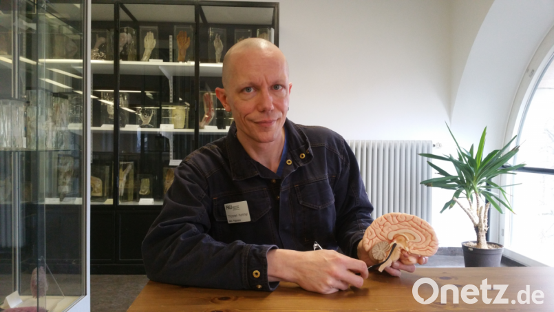 Wie bei einem Bilderbuch, das man aufklappt, werden Großhirn, Kleinhirn, verlängertes Rückenmark, Nasennebenhöhlen sichtbar. Präparator Thorsten Hummel erklärt den Aufbau eines Gehirns an einem Modell. Bild: fuw
