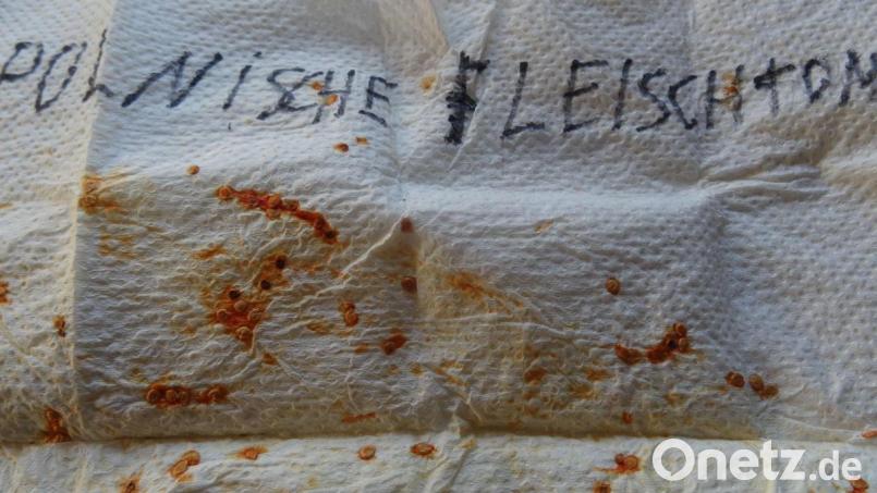 Auf Küchenkrepp im vorigen Sommer getrocknet, kommen auch Samen der polnischen Fleischtomate in die Keimschale. Bild:  Helga Kamm