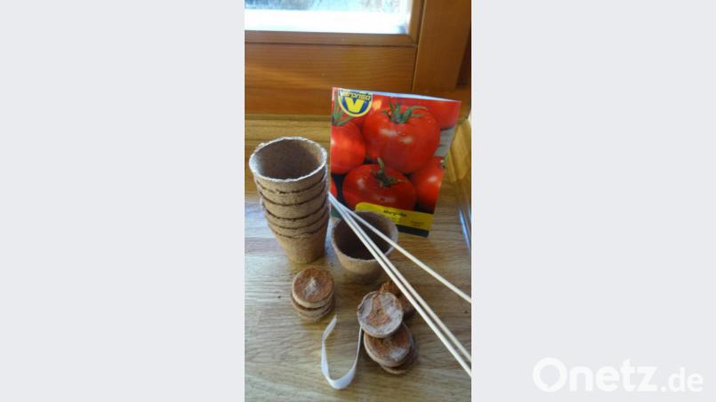 Wenn die Zellulose-Tabletten im Wasser aufgequollen sind, nehmen sie ein Samenkorn auf. In Torftöpfchen pikiert können die Tomatenpflänzchen später darin ausgepflanzt werden. Bild: Helga Kamm