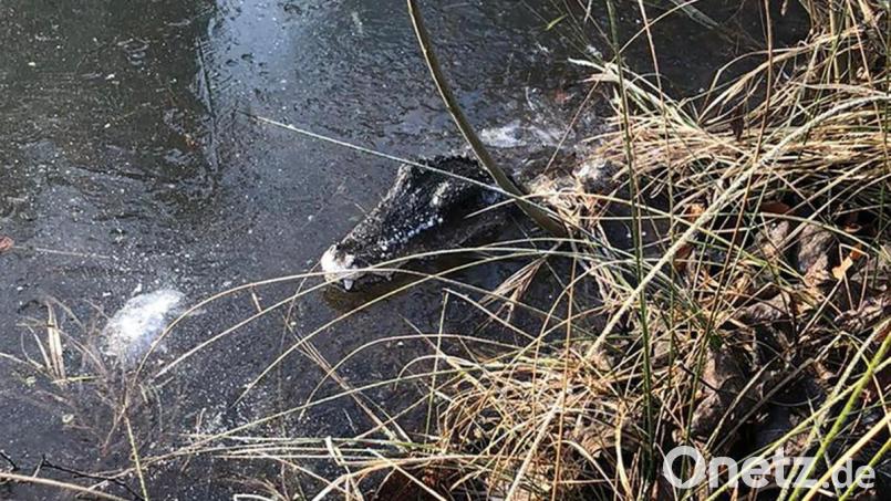 Passanten haben bei der Kelheimer Polizei ein Krokodil in einem Tümpel gemeldet. Bild: Polizei Niederbayern