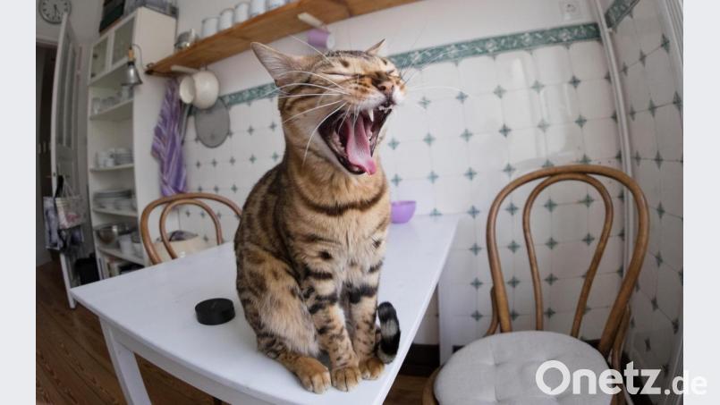 Auch Facebook ist überschwemmt von Katzenvideos. Bild: Axel Heimken/dpa