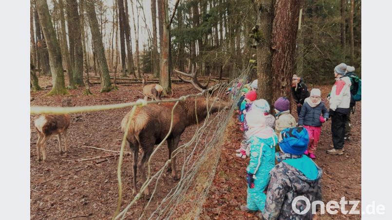 Keineswegs scheu ist das Rotwild im Hirschgehege bei Sorghof. Die Kita-Kinder aus Sorghof haben zusammen mit ihren Erzieherinnen die Buben und Mädchen vom Waldkindergarten Räuberwald aus Kainsricht zu einem Gegenbesuch eingeladen. Bild: rha