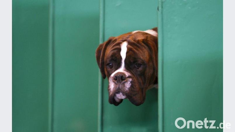 Der Boxer konnte auch nichts dafür, dass ihn sein betrunkenes Herrchen von der Leine ließ. Symbolbild: Anita Maric