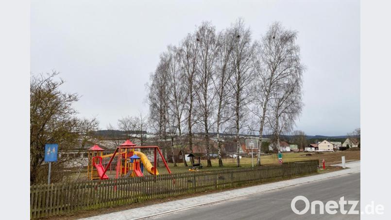Die Birken sollen noch im Februar gefällt werden. Eine Ersatzbepflanzung mit einem neuen Spielgerät wird dem Spielplatz einen neuen Look geben. Bild: nza