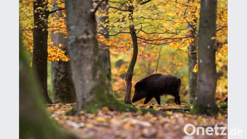 Wildschweine sind in Gehegen gerne gesehen, in der Kulturlandschaft ein Problem, wenn sie sich stark vermehren. Symbolbild: Lino Mirgeler/dpa