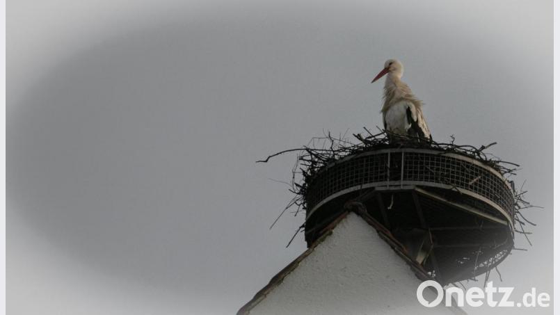 Mal Ausschau halten: Der Storch nimmt den Horst in Trabitz in Beschlag. Bild: idu