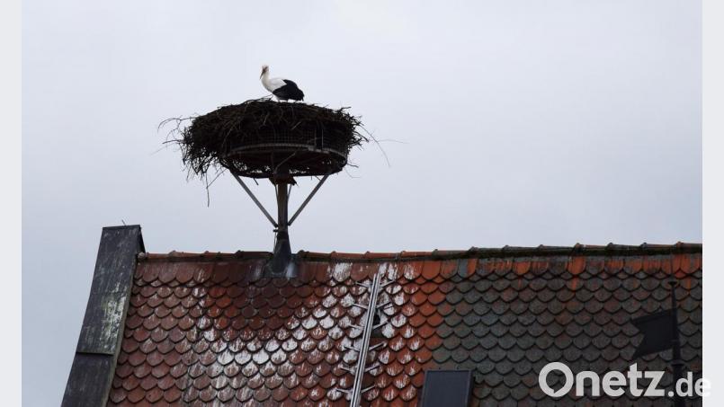 Frau Storch allein im Nest über dem Neustädter Landratsamt. Bild:  Reinhard Schmid/exb