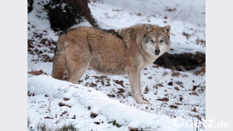 Die Wölfe in Veldenstein und Grafenwöhr sind aus Brandenburg zugewandert. Der Riss geht auf das Konto einer Wölfin aus Hohenbocka. Bild: Bernd Weissbrod/dpa