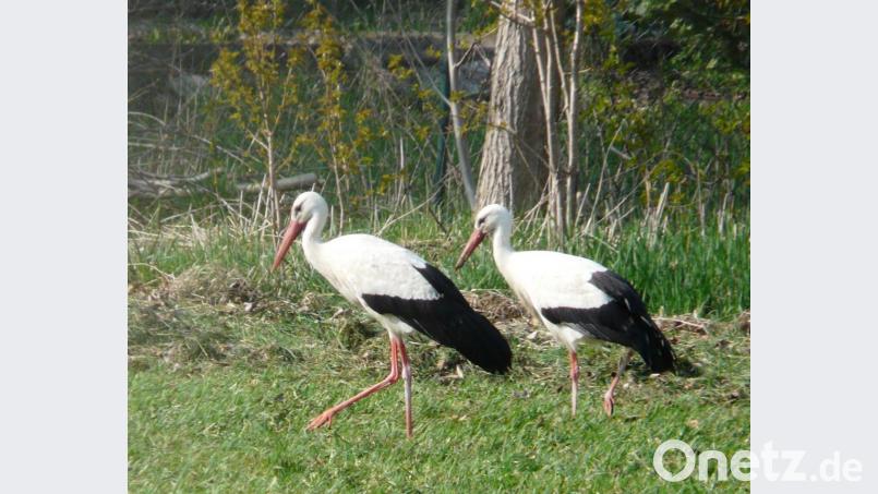 In einigen Orten im Landkreis sind die Störche schon da. Der Frühling ist zwar noch etwas milder als im Vorjahr, doch die Ankunftszeiten ähneln sich. Das liegt auch an der Wahl des Winterquartiers. Archivbild: Portner
