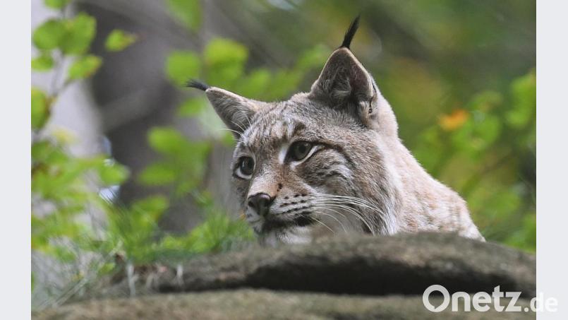 Symbolbild. Ein Luchs liegt in seinem Gehege. Bild: Holger Hollemann/dpa