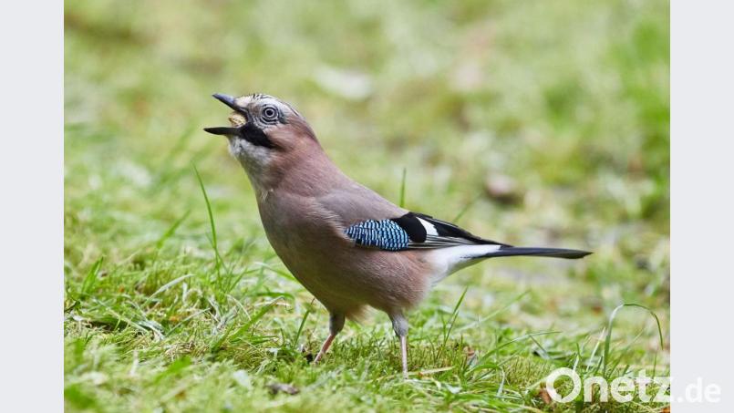 Heuer gibt es überdurchschnittlich viele Eichelhäher melden der Landesbund für Vogelschutz (LBV) und Naturschutzbunds (Nabu). Hier hat einer in einem Garten eine Erdnuss gefunden. Bild: Georg Wendt/dpa