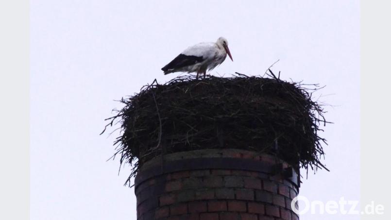 Der Storch ist zurück in Immenreuth und trotzt dort Wind und Regen. Bild: bkr