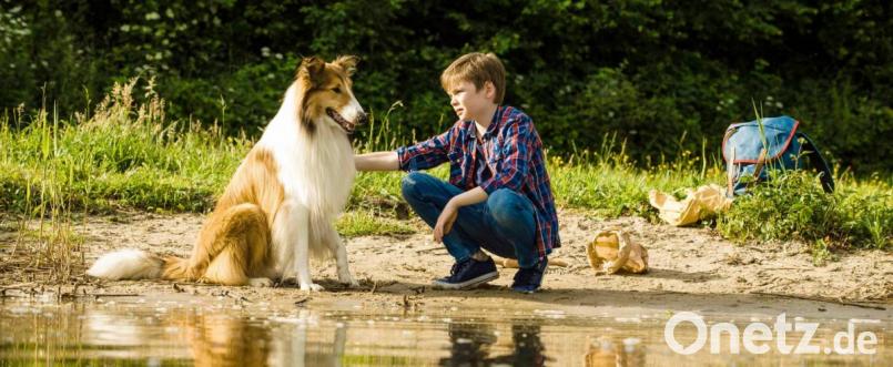 Lassie ist zurück. Im neuen Film ist Flo (Nico Marischka) ihr bester, menschlicher Freund. Bild: Warner Bros. GmbH/dpa