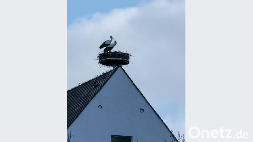 Ein zweiter Storch hat den Weg nach Trabitz gefunden. Bild: idu