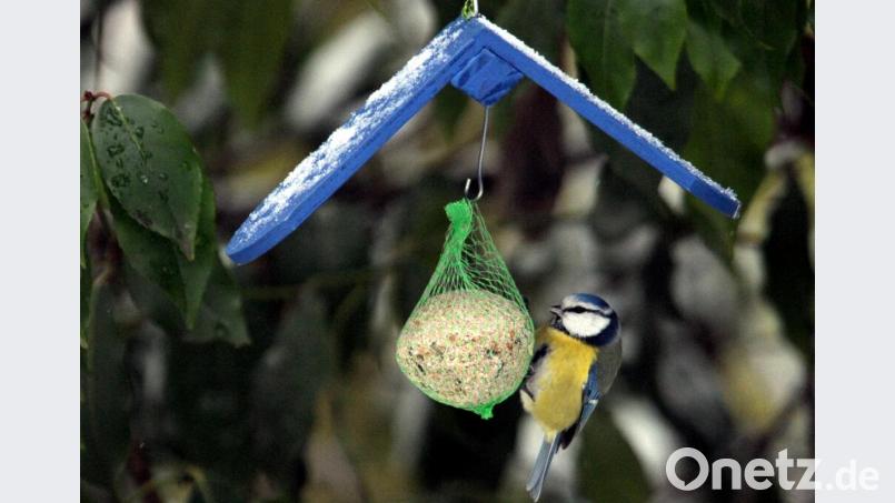 Eine Blaumeise hängt an einem Meisenknödel. Bild: Federico Gambarini/dpa