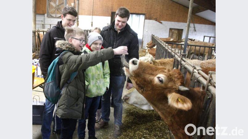 Die Kinder zeigen keine Berührungsängste und helfen den Junglandwirten Matthias und Christoph Weilhammer (von links) sogar beim Füttern. Bild: Hirsch